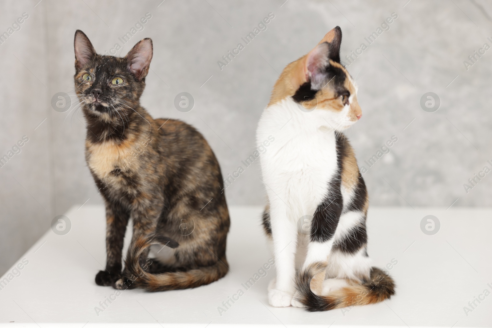 Cute calico cats on light surface indoors Photo of Cute calico cats on light surface indoors