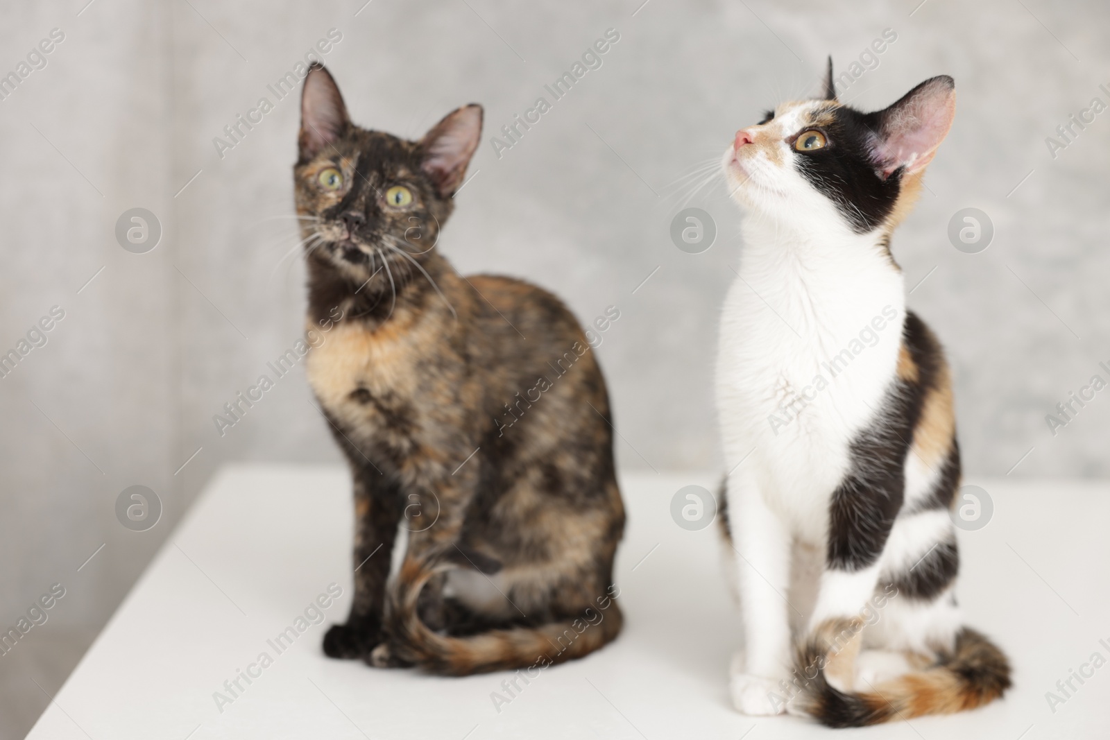 Cute calico cats on light surface indoors Photo of Cute calico cats on light surface indoors