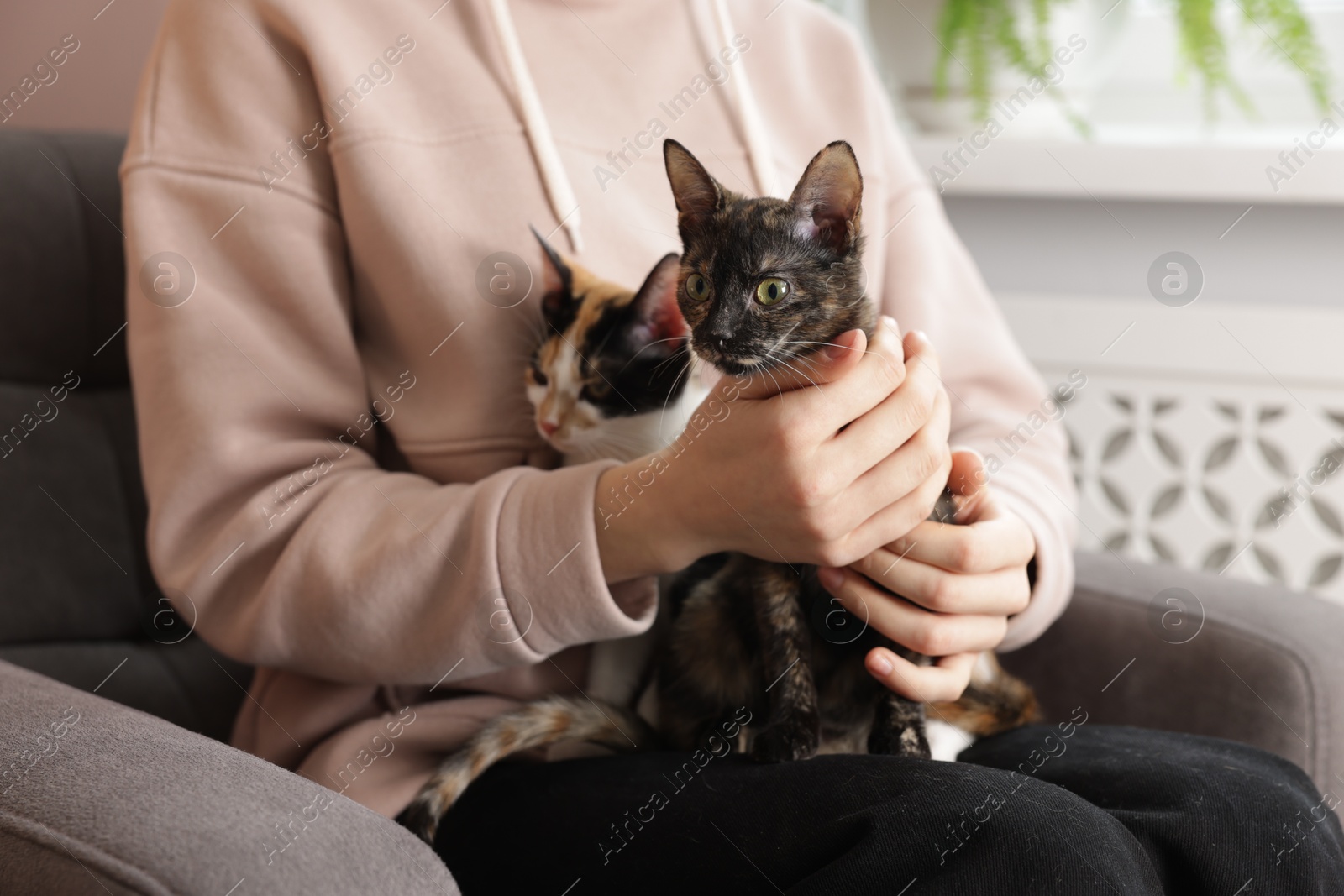 Woman with cute calico cats at home, closeup Photo of Woman with cute calico cats at home, closeup