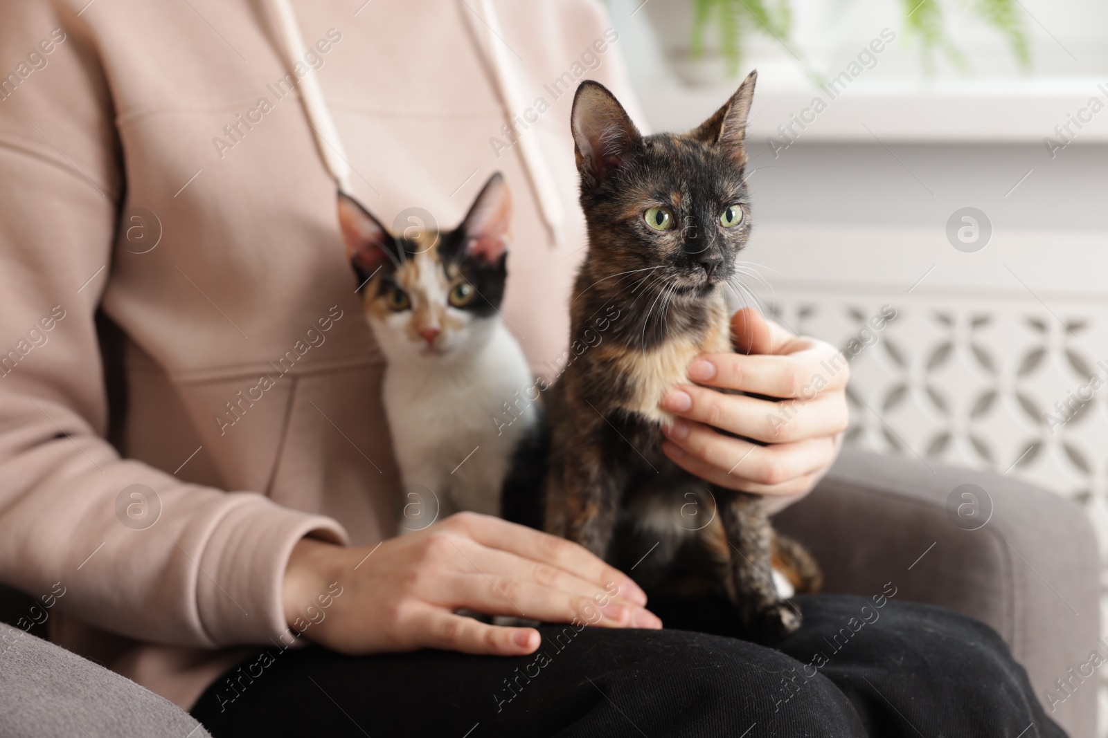 Woman with cute calico cats at home, closeup Photo of Woman with cute calico cats at home, closeup