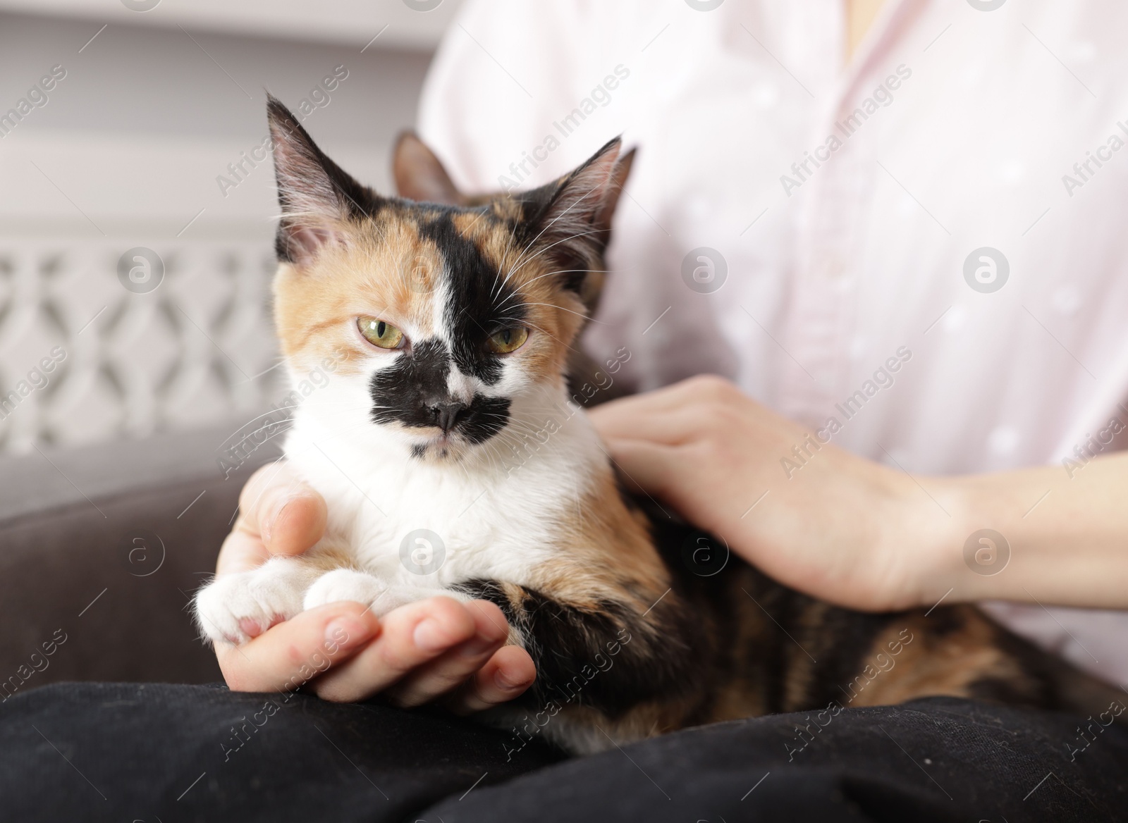 Woman with cute calico cats at home, closeup Photo of Woman with cute calico cats at home, closeup