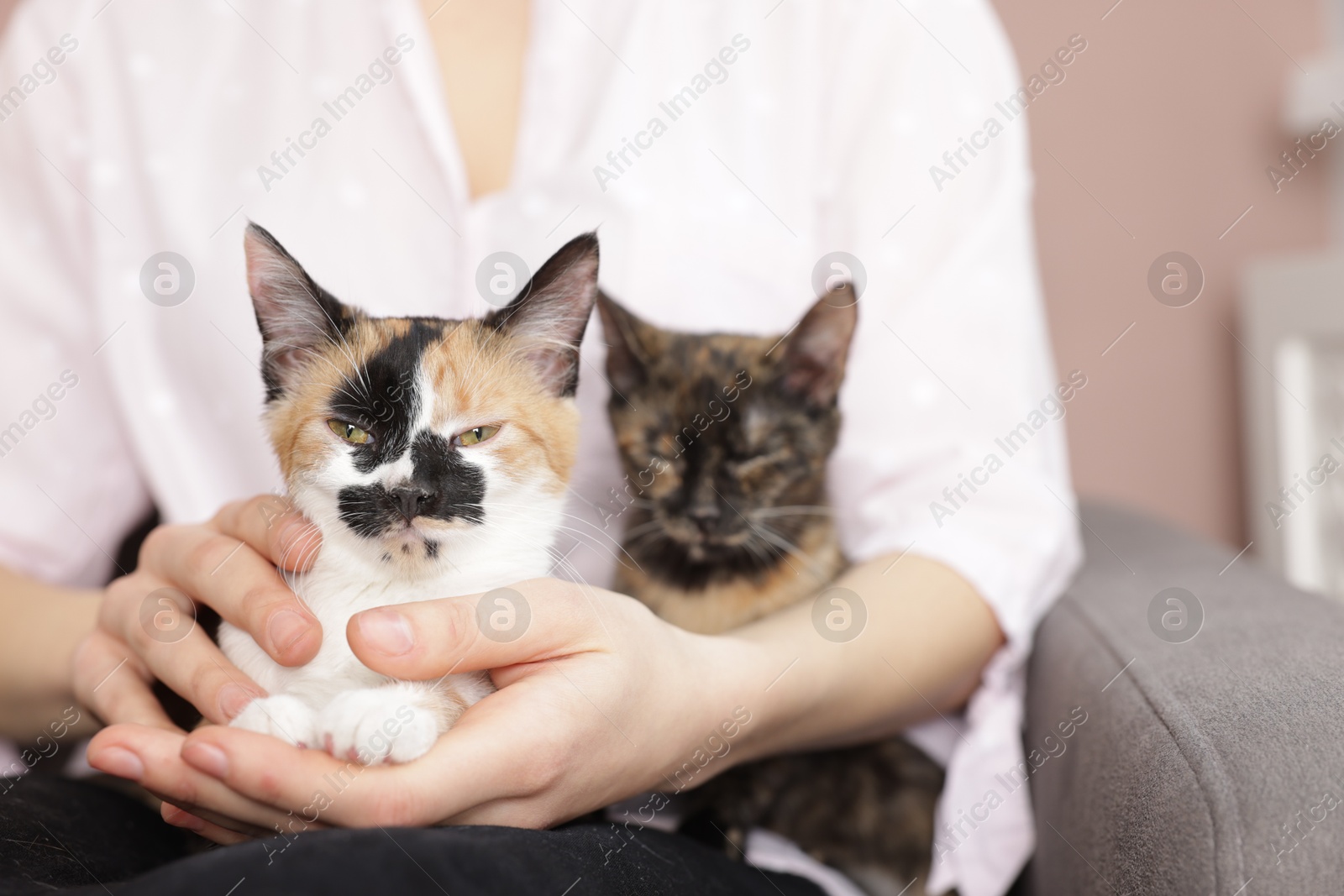 Woman with cute calico cats at home, closeup Photo of Woman with cute calico cats at home, closeup