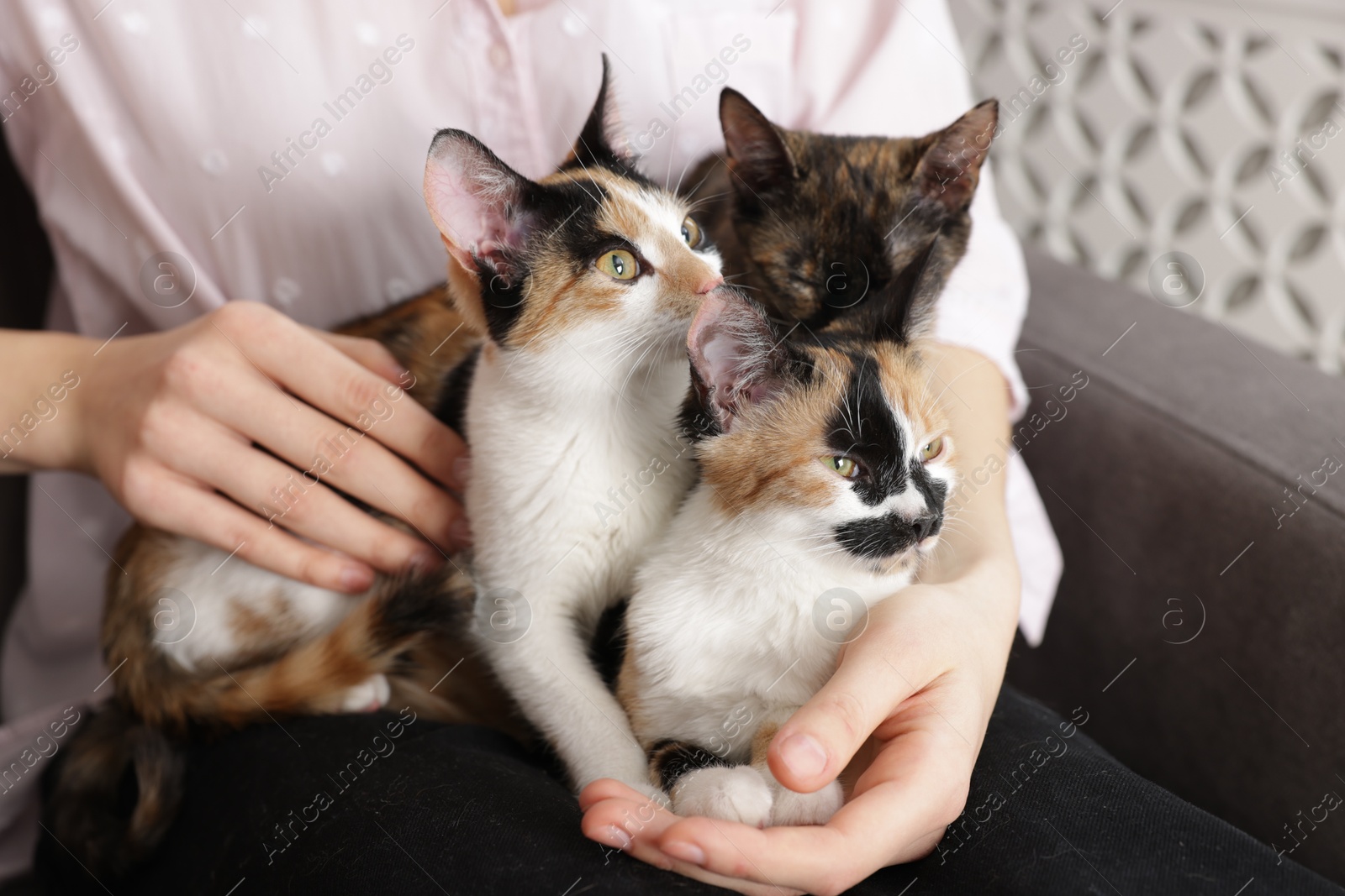 Woman with cute calico cats at home, closeup Photo of Woman with cute calico cats at home, closeup