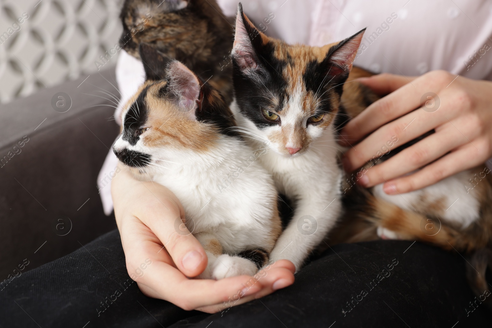 Woman with cute calico cats at home, closeup Photo of Woman with cute calico cats at home, closeup
