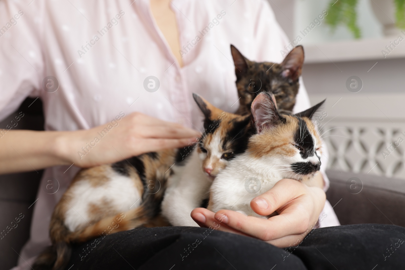 Woman with cute calico cats at home, closeup Photo of Woman with cute calico cats at home, closeup