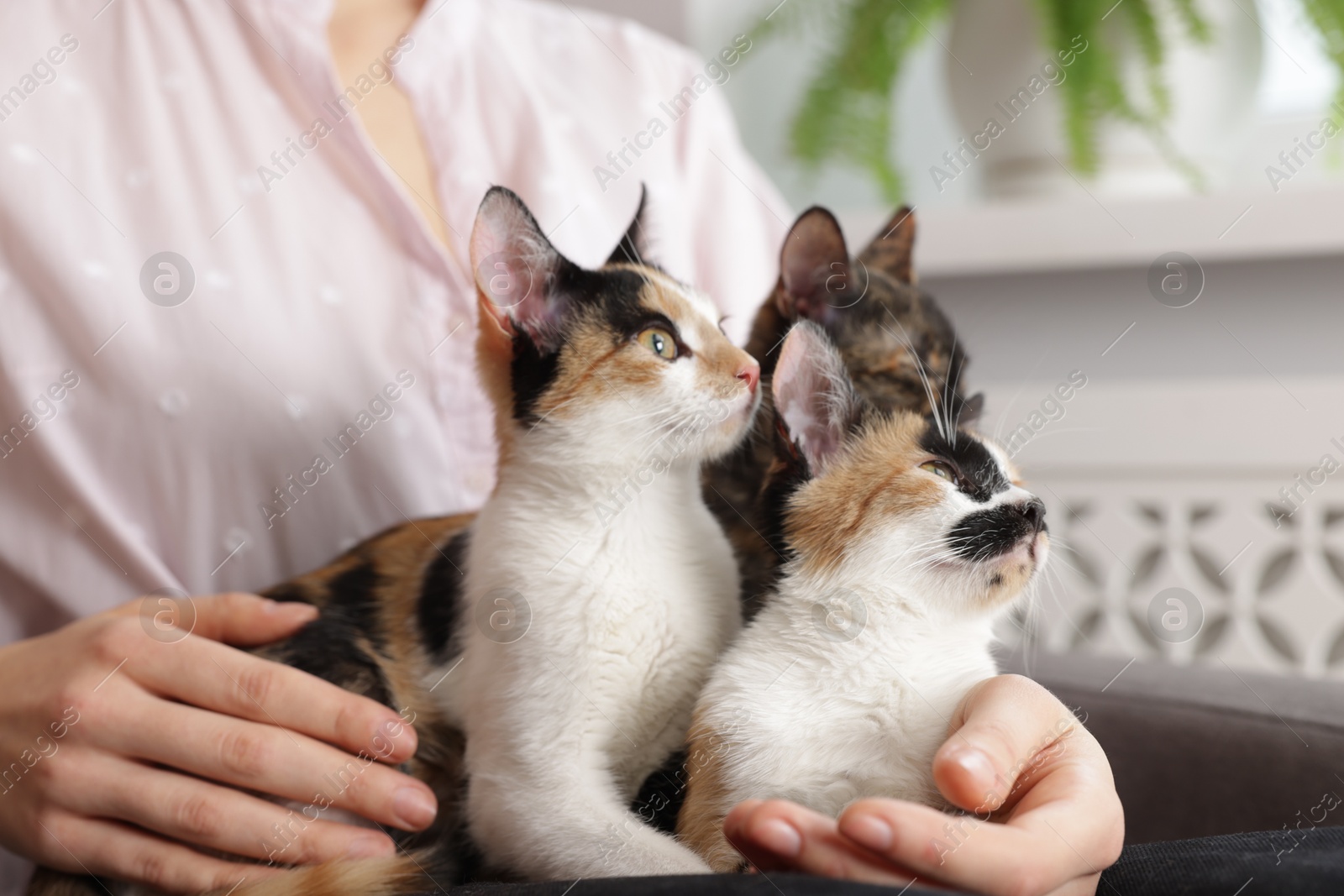 Woman with cute calico cats at home, closeup Photo of Woman with cute calico cats at home, closeup