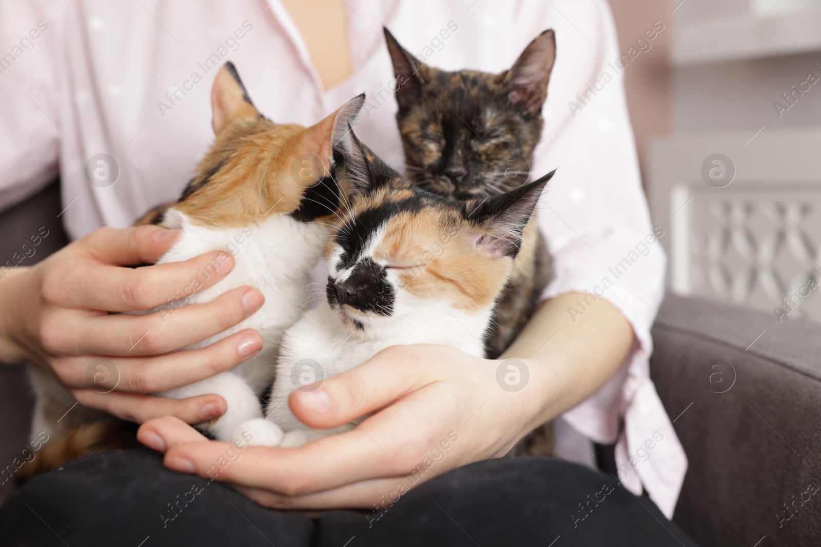 Woman with cute calico cats at home, closeup Photo of Woman with cute calico cats at home, closeup