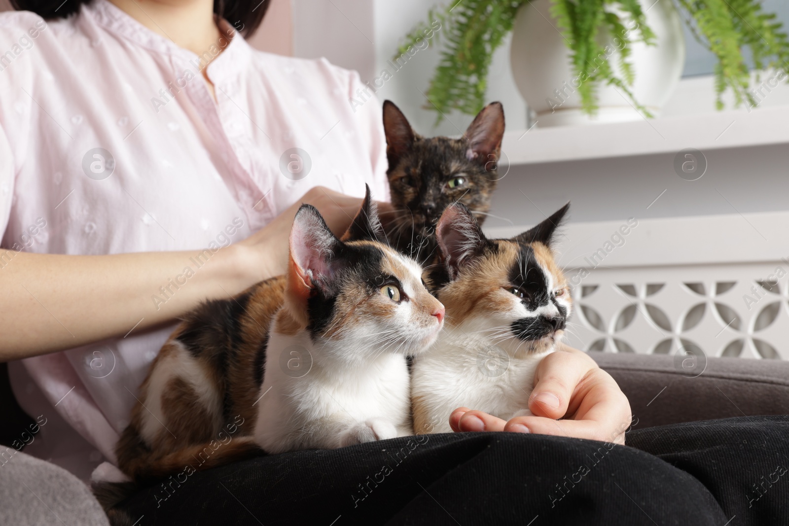 Woman with cute calico cats at home, closeup Photo of Woman with cute calico cats at home, closeup