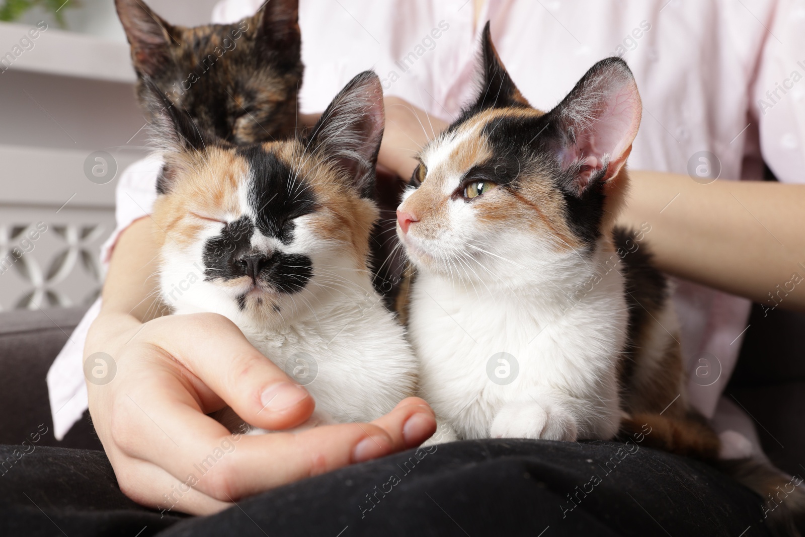 Woman with cute calico cats at home, closeup Photo of Woman with cute calico cats at home, closeup