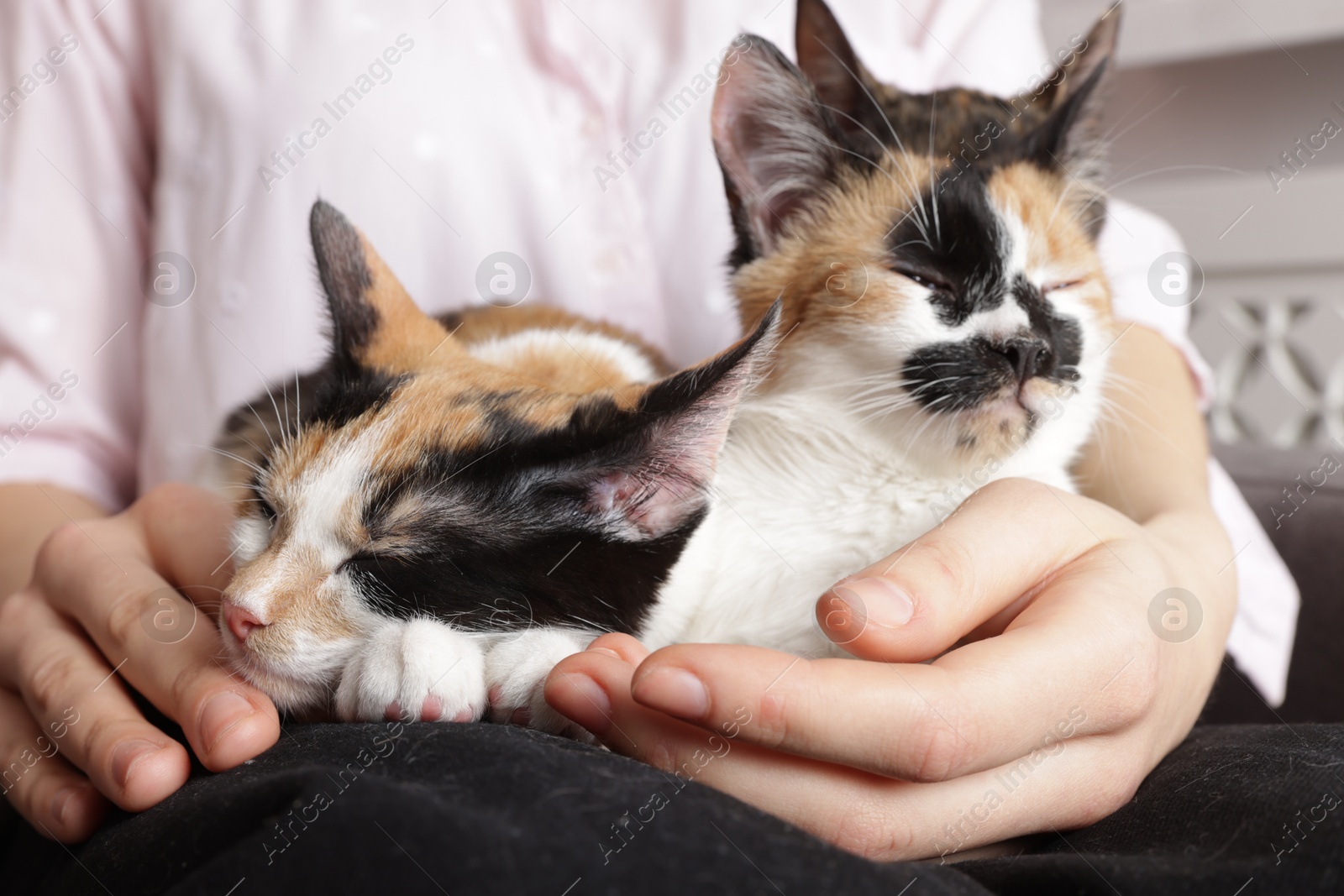 Woman with cute calico cats at home, closeup Photo of Woman with cute calico cats at home, closeup