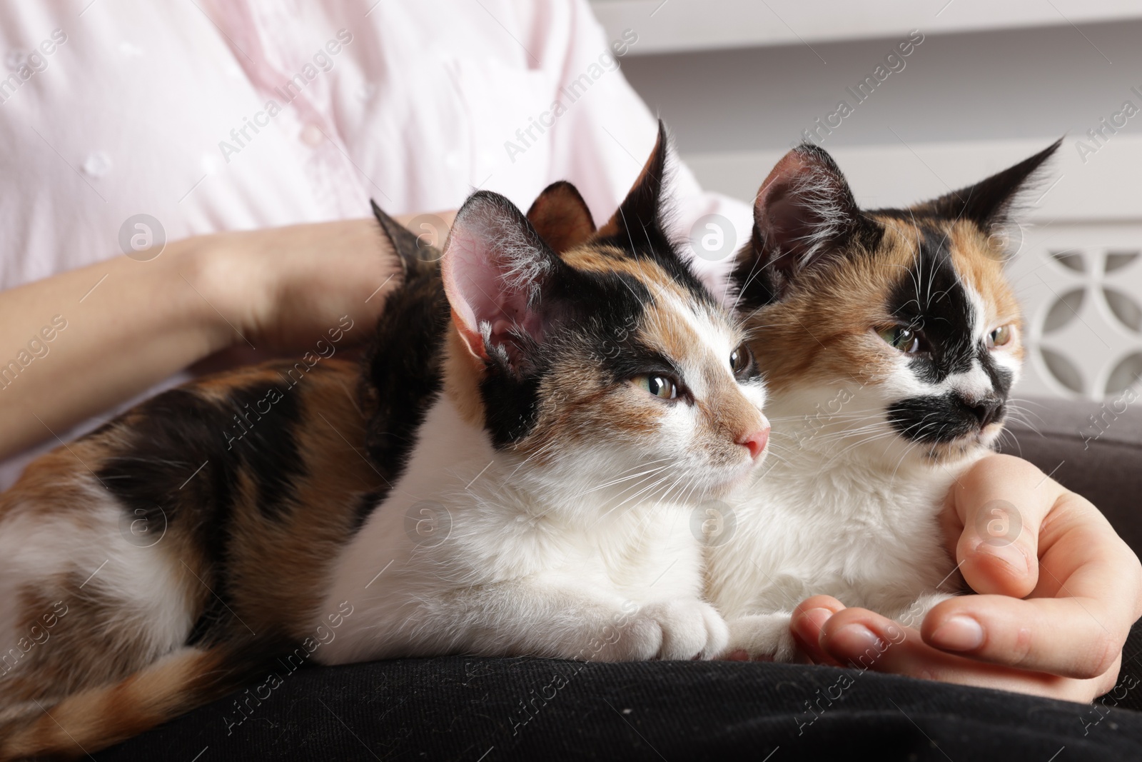 Woman with cute calico cats at home, closeup Photo of Woman with cute calico cats at home, closeup
