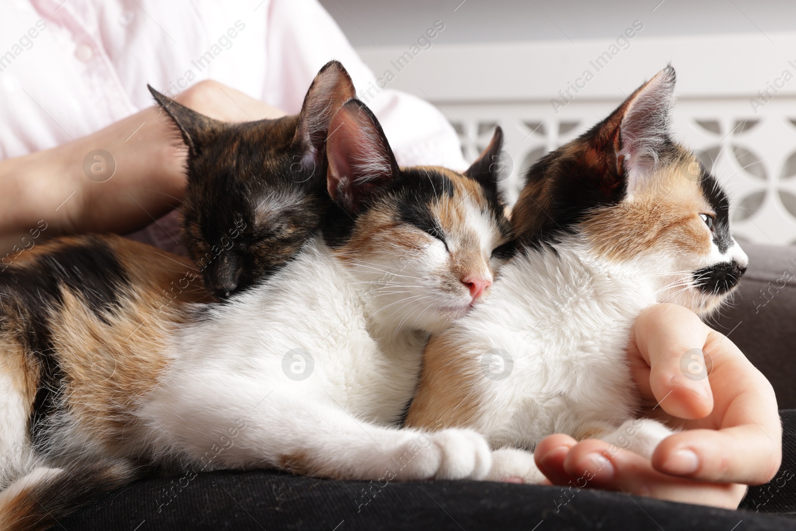 Woman with cute calico cats at home, closeup Photo of Woman with cute calico cats at home, closeup
