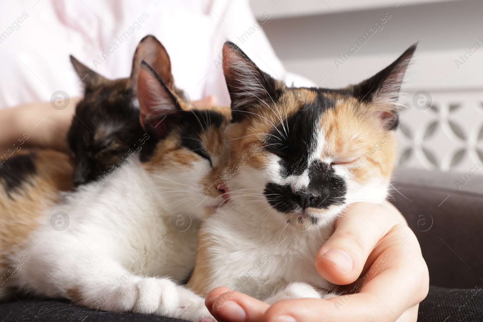 Woman with cute calico cats at home, closeup Photo of Woman with cute calico cats at home, closeup