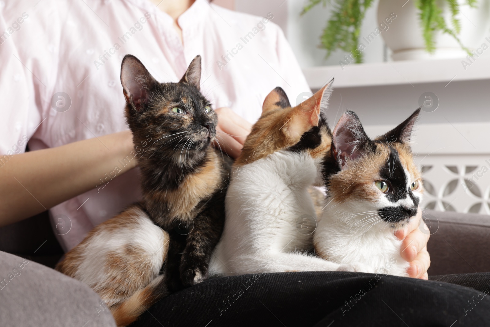 Woman with cute calico cats at home, closeup Photo of Woman with cute calico cats at home, closeup