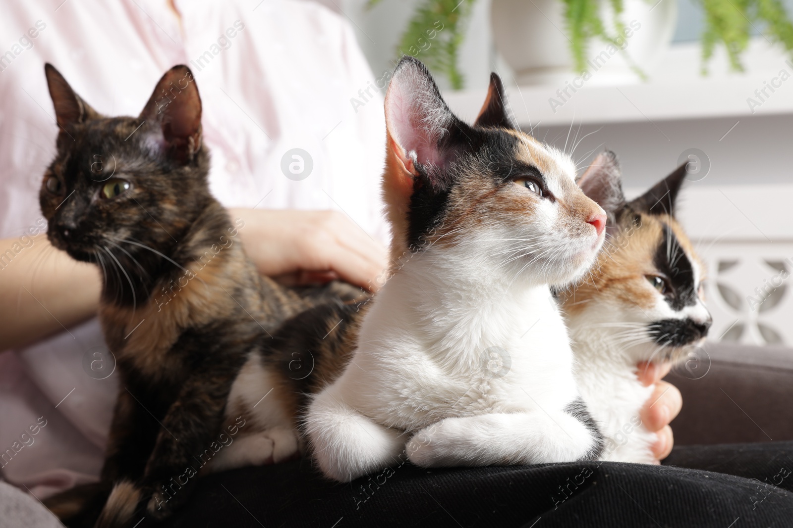 Woman with cute calico cats at home, closeup Photo of Woman with cute calico cats at home, closeup