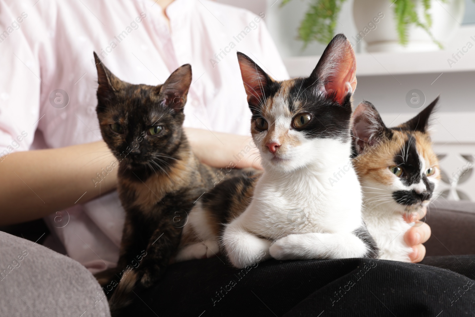 Woman with cute calico cats at home, closeup Photo of Woman with cute calico cats at home, closeup