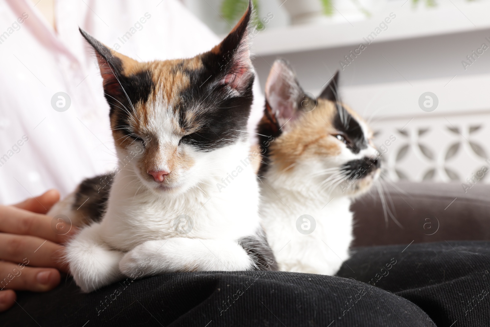 Woman with cute calico cats at home, closeup Photo of Woman with cute calico cats at home, closeup