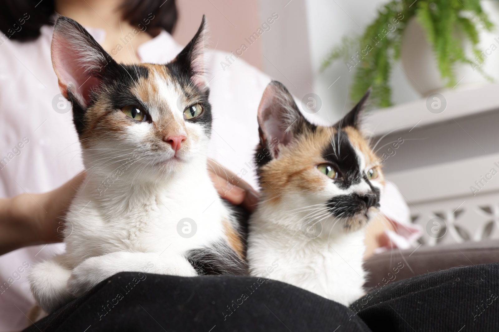 Woman with cute calico cats at home, closeup Photo of Woman with cute calico cats at home, closeup