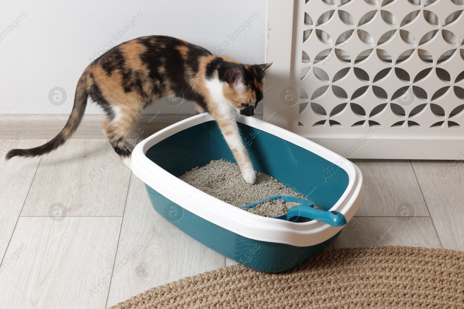 Cute cat, litter box and scoop on floor indoors Photo of Cute cat, litter box and scoop on floor indoors