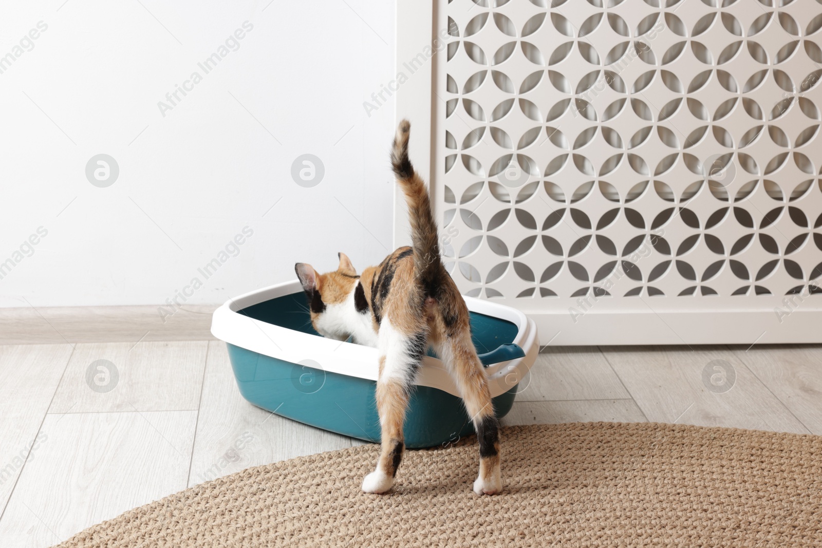 Cute cat and litter box on floor indoors Photo of Cute cat and litter box on floor indoors
