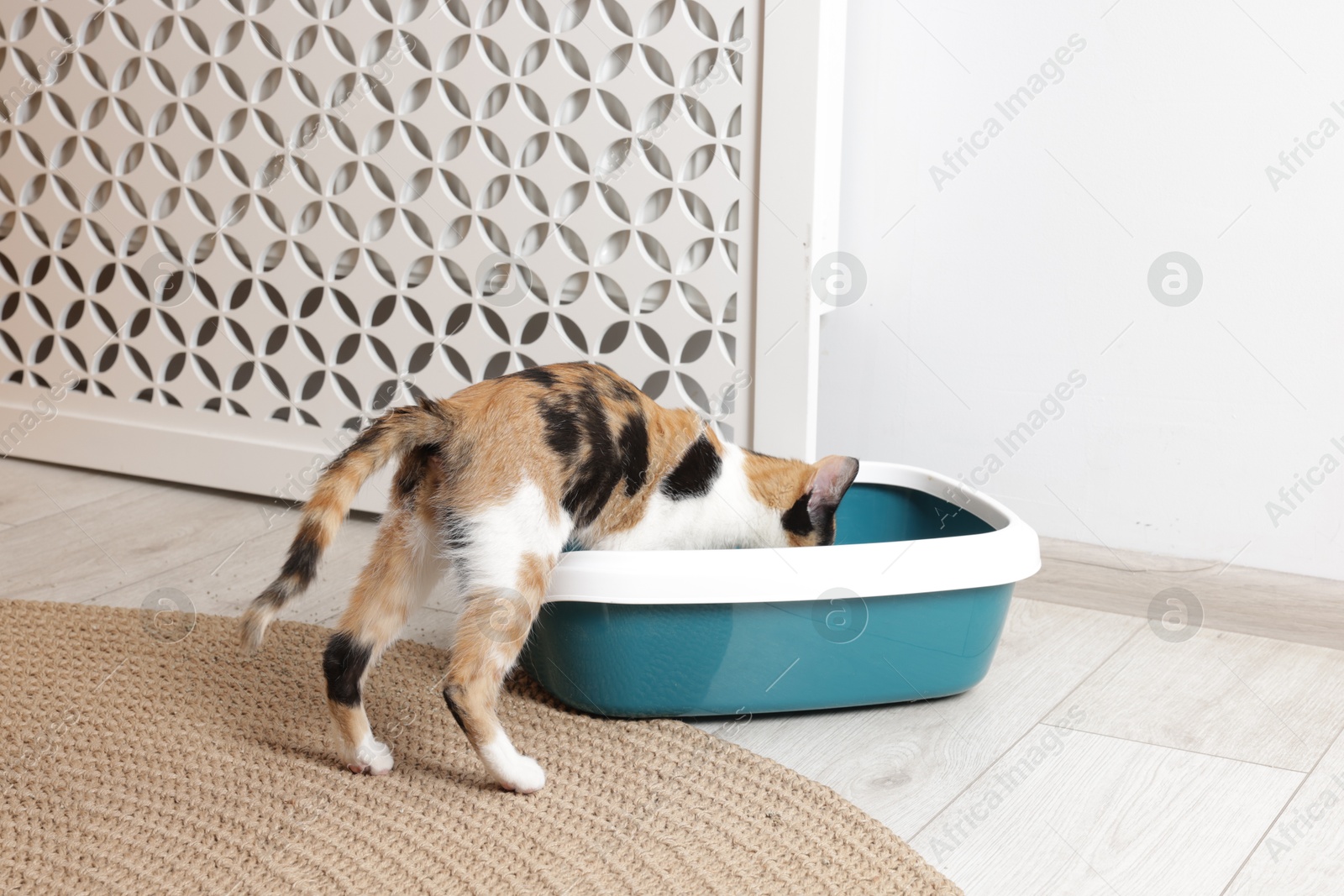 Cute cat and litter box on floor indoors Photo of Cute cat and litter box on floor indoors