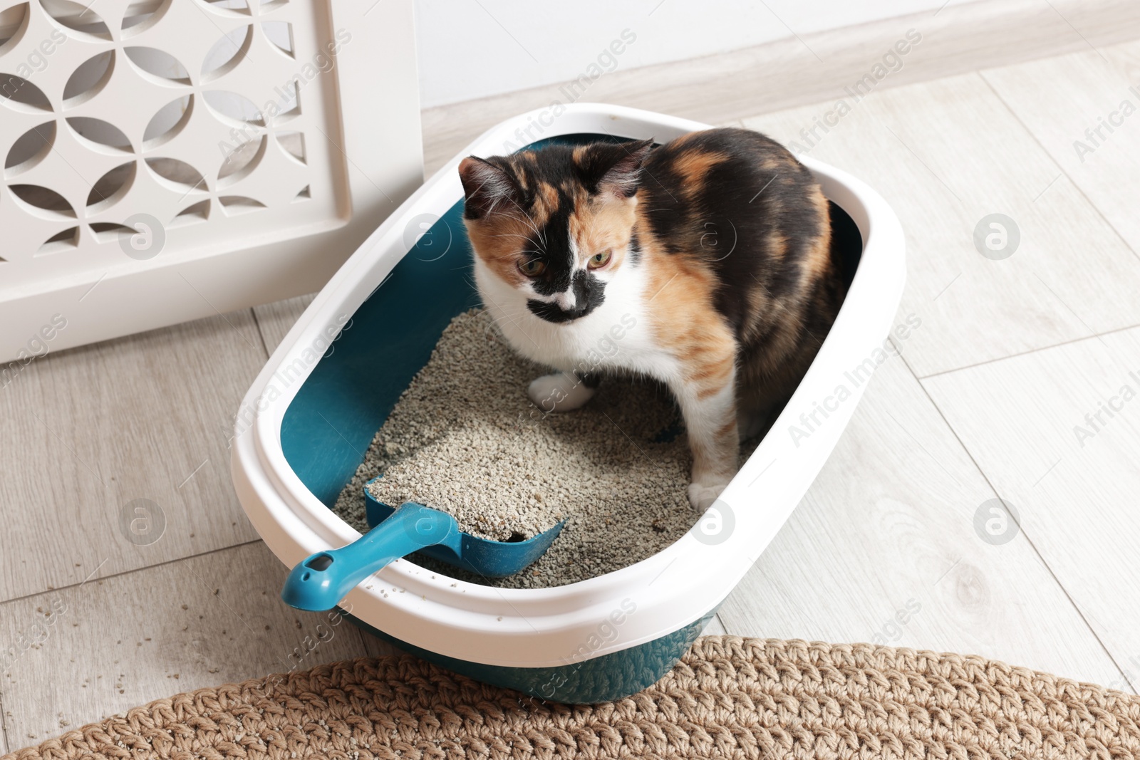 Cute cat sitting in litter box on floor indoors Photo of Cute cat sitting in litter box on floor indoors