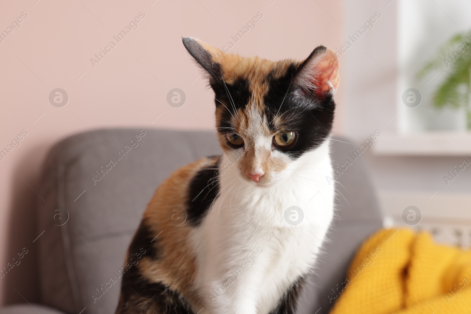 Cute calico cat sitting indoors. Domestic pet Photo of Cute calico cat sitting indoors. Domestic pet