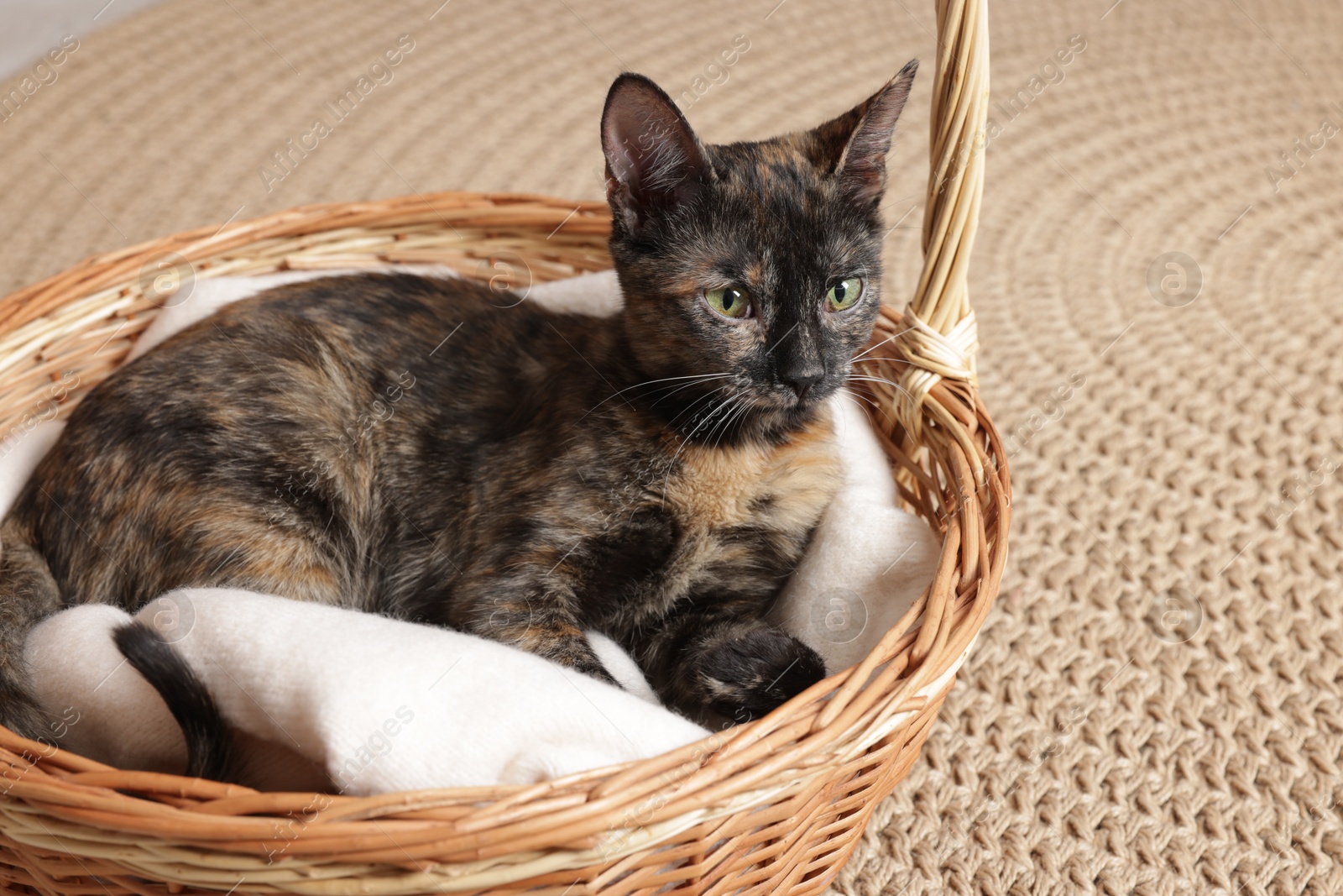 Cute calico cat in wicker basket indoors Photo of Cute calico cat in wicker basket indoors