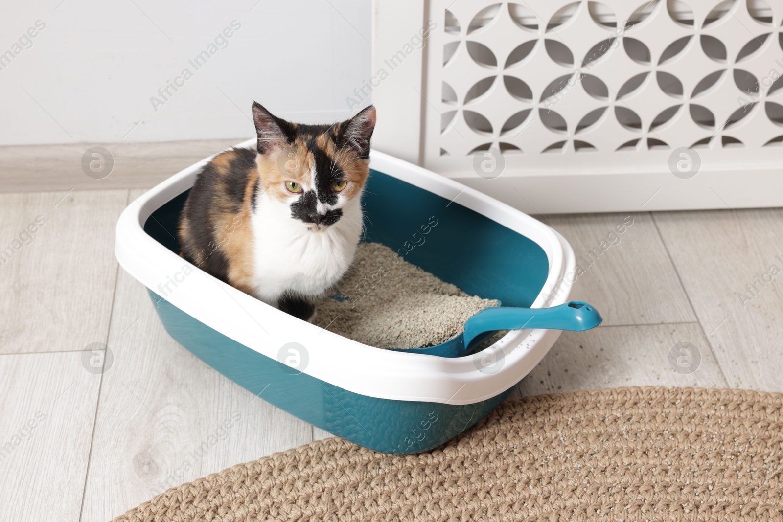 Cute cat sitting in litter box on floor indoors Photo of Cute cat sitting in litter box on floor indoors