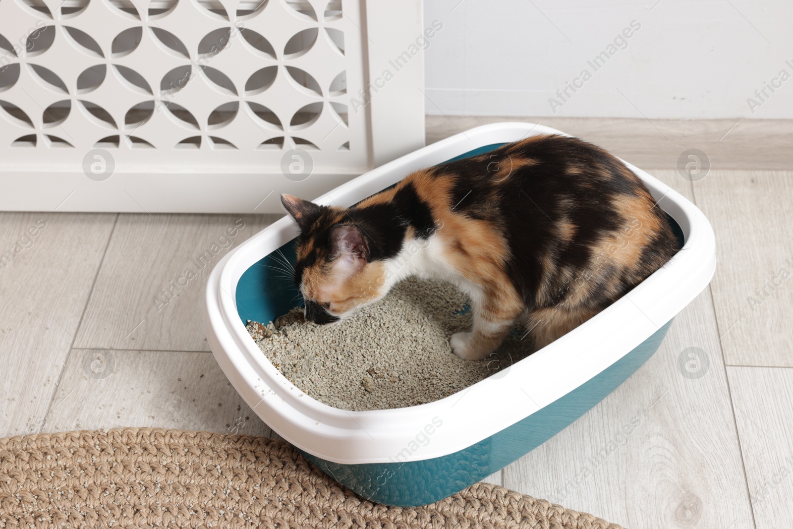 Cute cat in litter box on floor indoors Photo of Cute cat in litter box on floor indoors