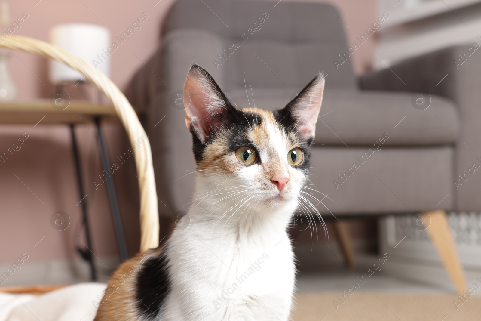 Cute calico cat sitting at home, closeup Photo of Cute calico cat sitting at home, closeup