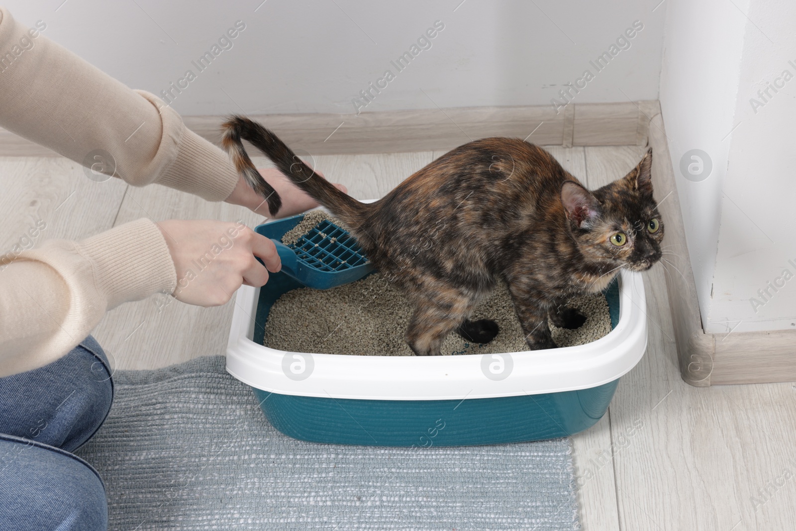 Woman with scoop cleaning cat litter box at home, closeup Photo of Woman with scoop cleaning cat litter box at home, closeup