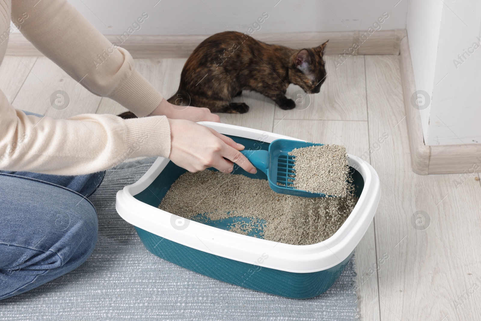 Woman with scoop cleaning cat litter box at home, closeup Photo of Woman with scoop cleaning cat litter box at home, closeup
