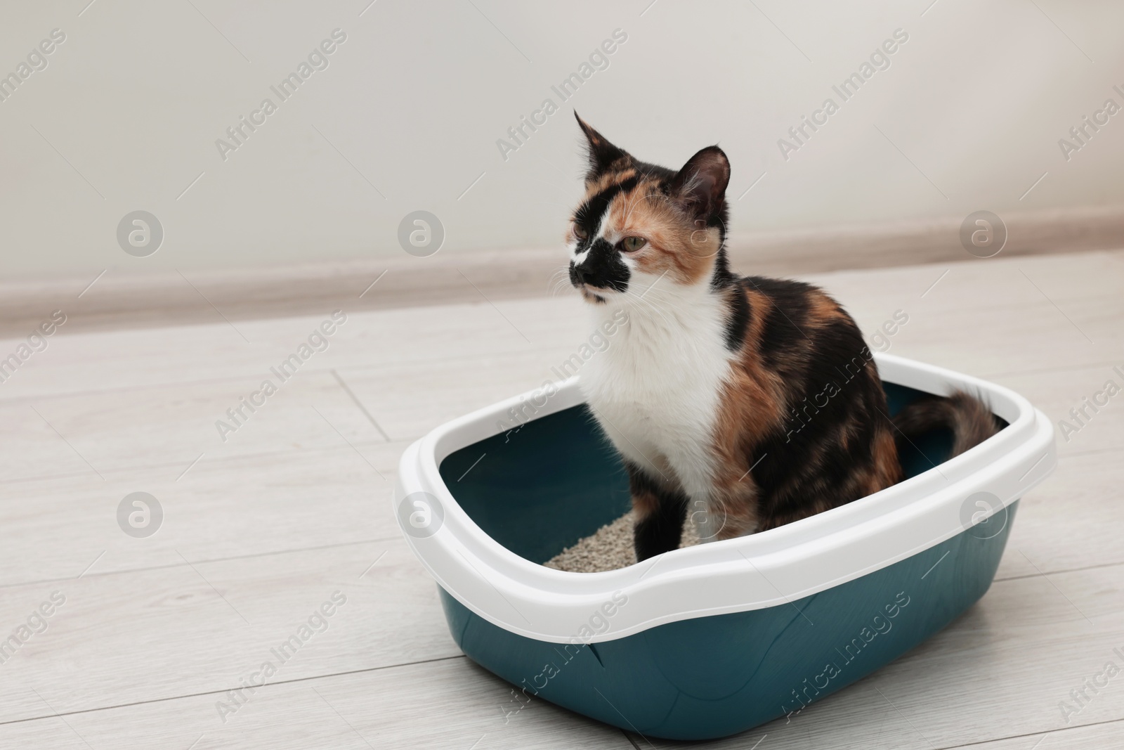Cute cat sitting in litter box on floor indoors Photo of Cute cat sitting in litter box on floor indoors