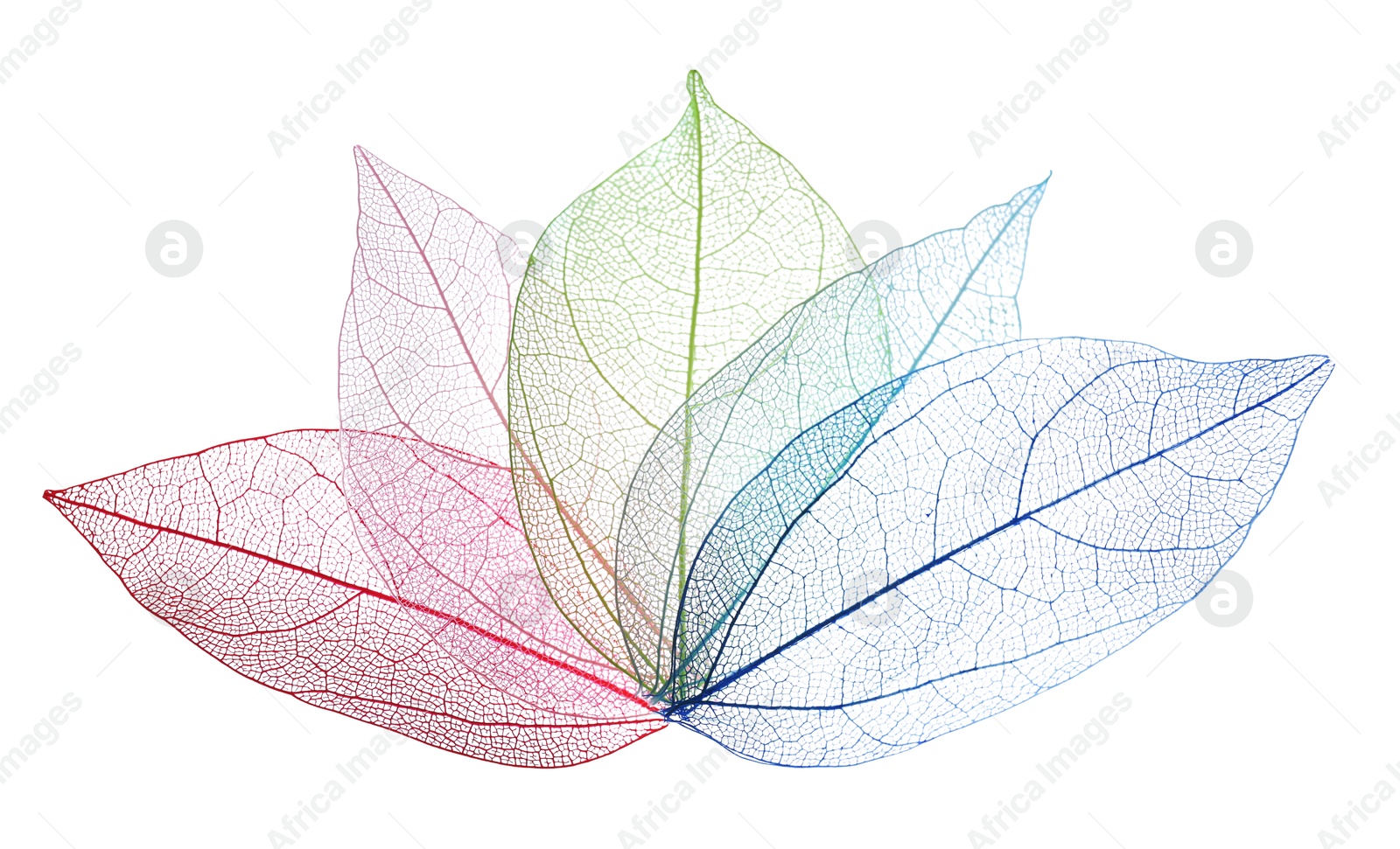 Beautiful skeletonized leaves isolated on white, top view Photo of Beautiful skeletonized leaves isolated on white, top view