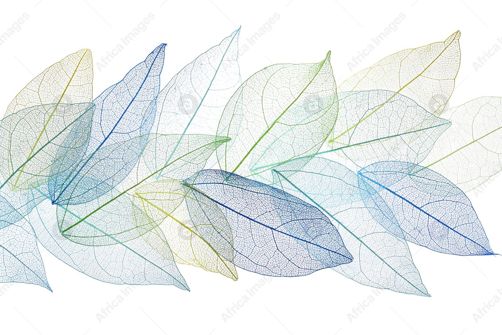 Beautiful skeletonized leaves isolated on white, top view Photo of Beautiful skeletonized leaves isolated on white, top view