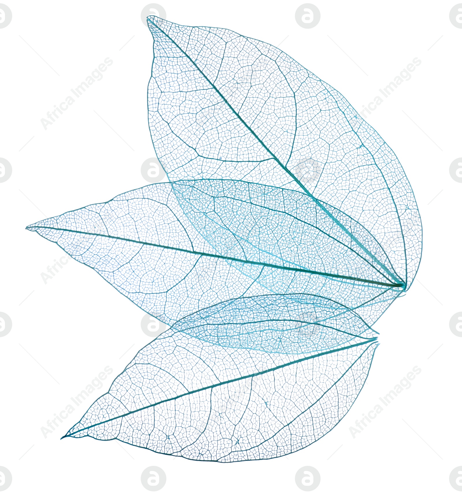 Beautiful skeletonized leaves isolated on white, top view Photo of Beautiful skeletonized leaves isolated on white, top view