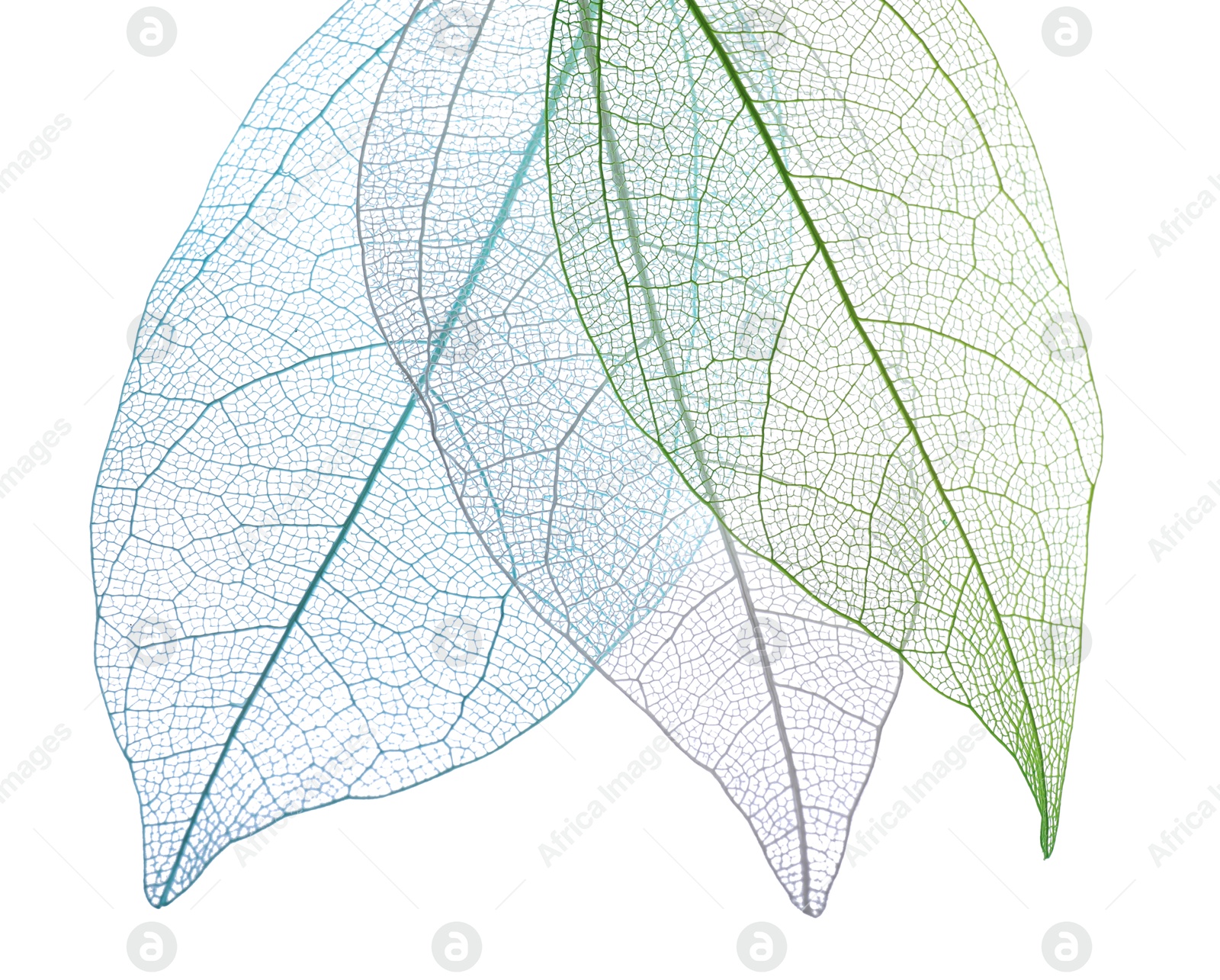 Beautiful skeletonized leaves isolated on white, top view Photo of Beautiful skeletonized leaves isolated on white, top view