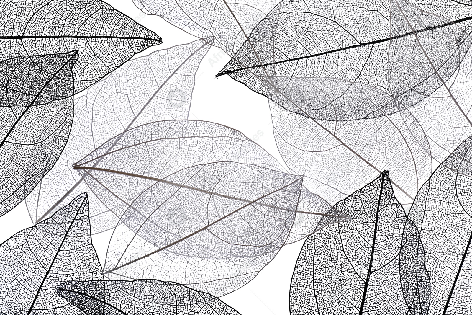 Beautiful skeletonized leaves on white background, flat lay Photo of Beautiful skeletonized leaves on white background, flat lay