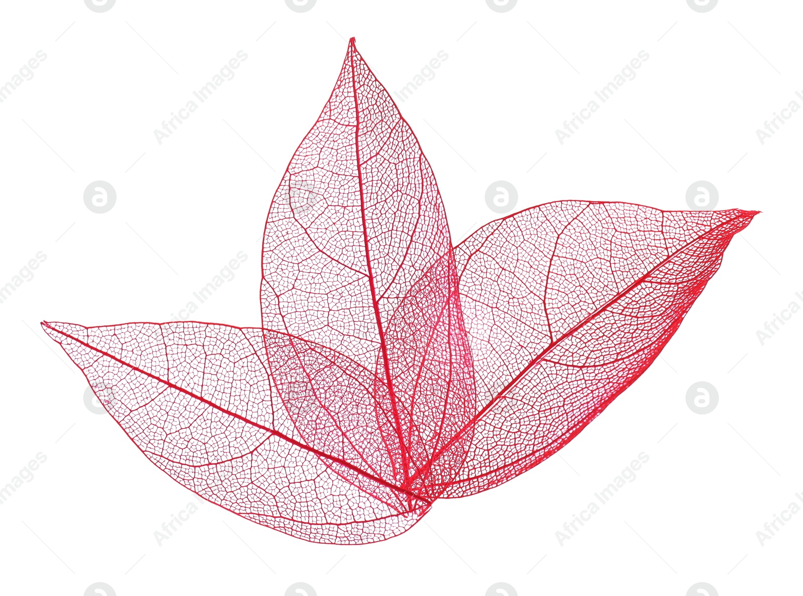 Beautiful skeletonized leaves isolated on white, top view Photo of Beautiful skeletonized leaves isolated on white, top view