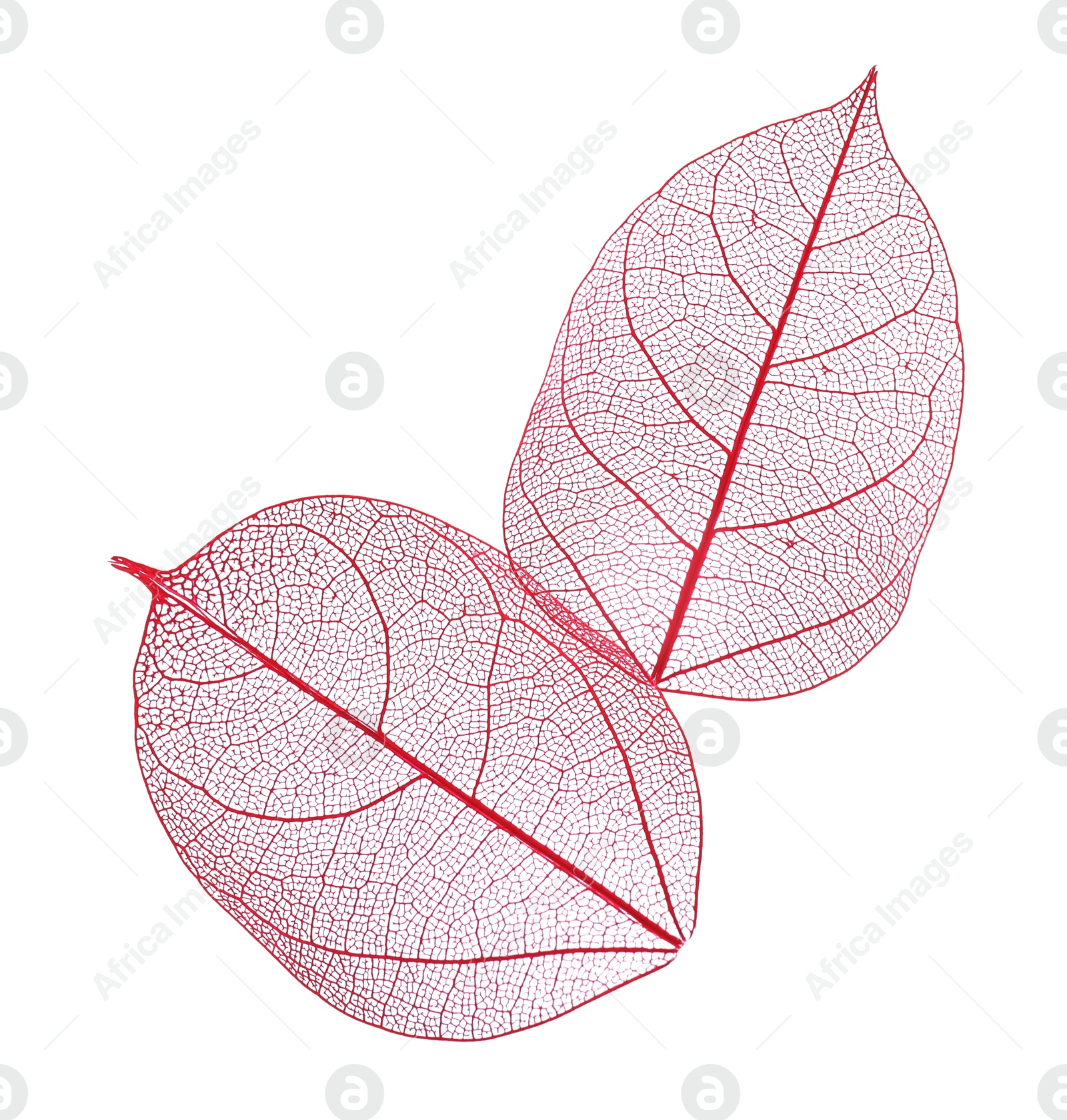 Beautiful skeletonized leaves isolated on white, top view Photo of Beautiful skeletonized leaves isolated on white, top view