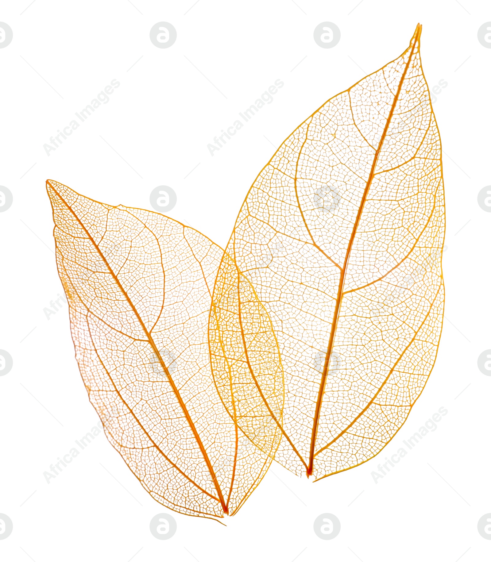 Beautiful skeletonized leaves isolated on white, top view Photo of Beautiful skeletonized leaves isolated on white, top view
