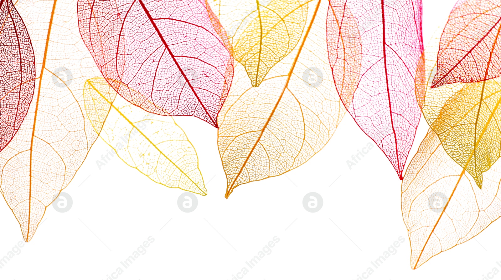 Beautiful skeletonized leaves isolated on white, top view Photo of Beautiful skeletonized leaves isolated on white, top view