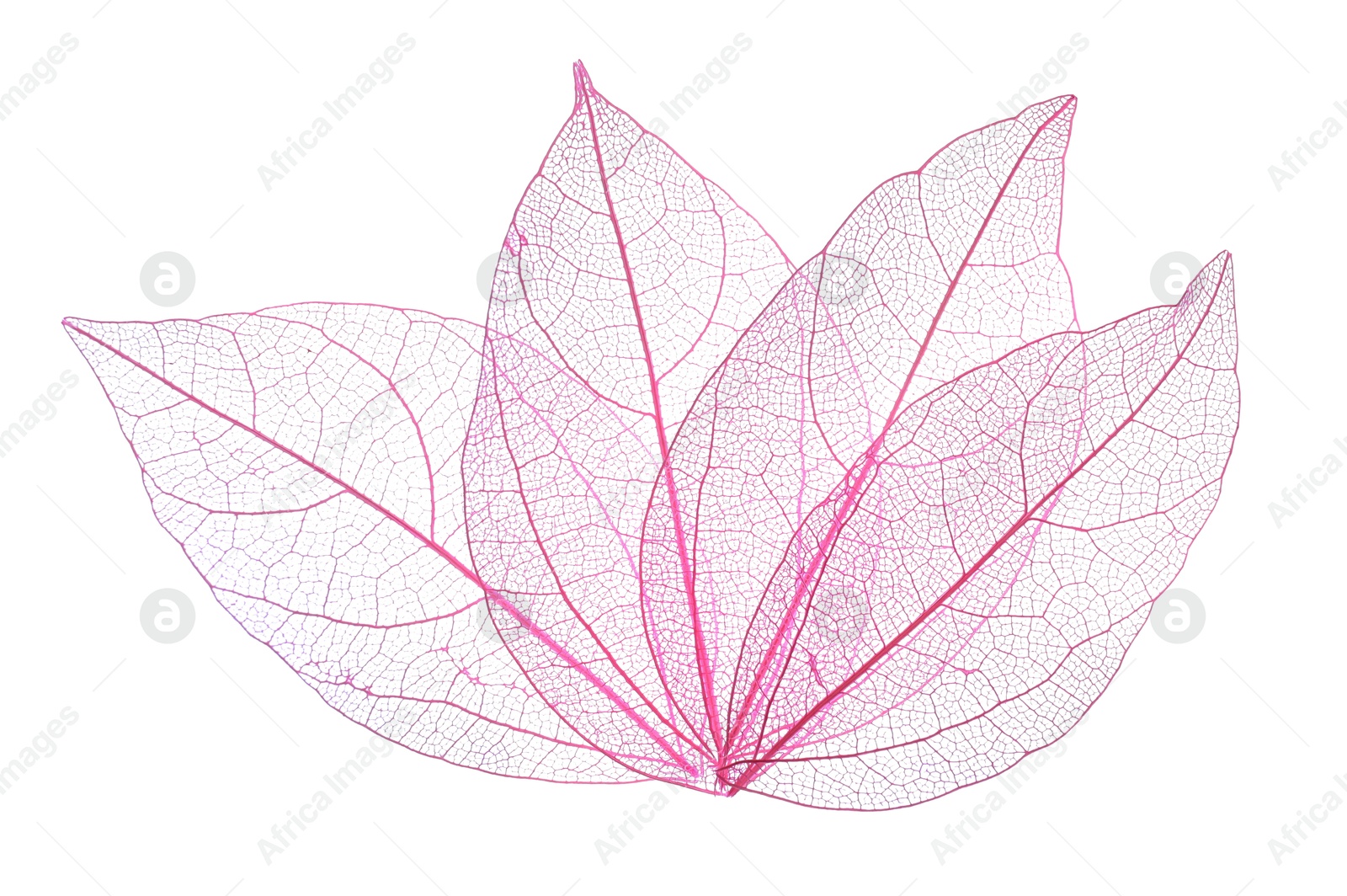 Beautiful skeletonized leaves isolated on white, top view Photo of Beautiful skeletonized leaves isolated on white, top view