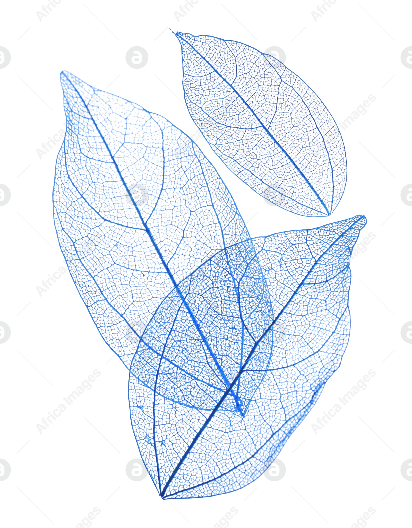 Beautiful skeletonized leaves isolated on white, top view Photo of Beautiful skeletonized leaves isolated on white, top view