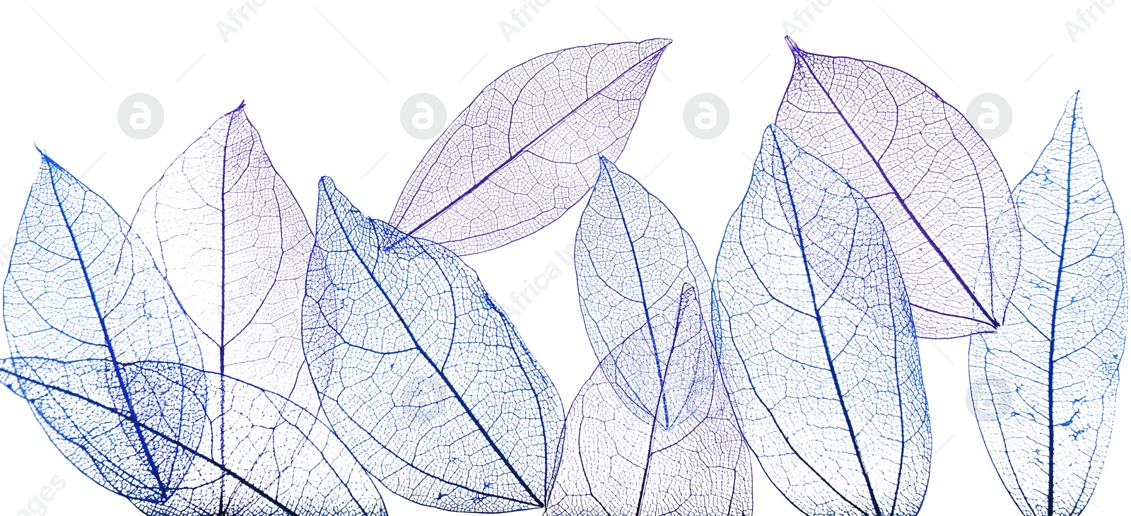 Beautiful skeletonized leaves isolated on white, top view Photo of Beautiful skeletonized leaves isolated on white, top view