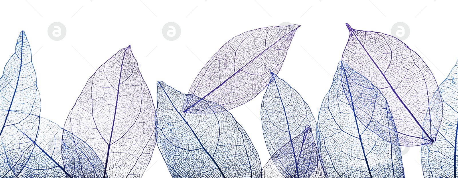 Beautiful skeletonized leaves isolated on white, top view Photo of Beautiful skeletonized leaves isolated on white, top view