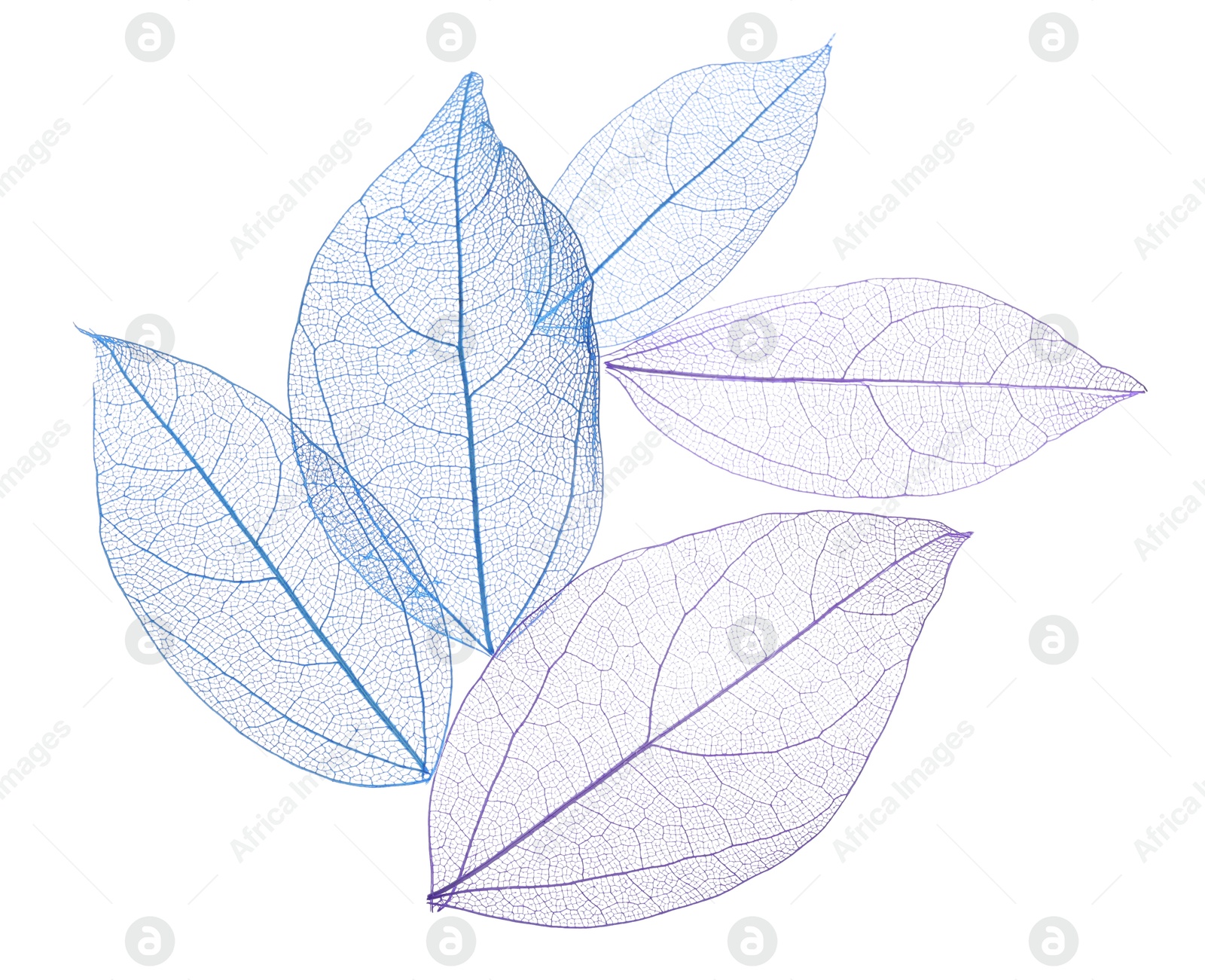 Beautiful skeletonized leaves isolated on white, top view Photo of Beautiful skeletonized leaves isolated on white, top view