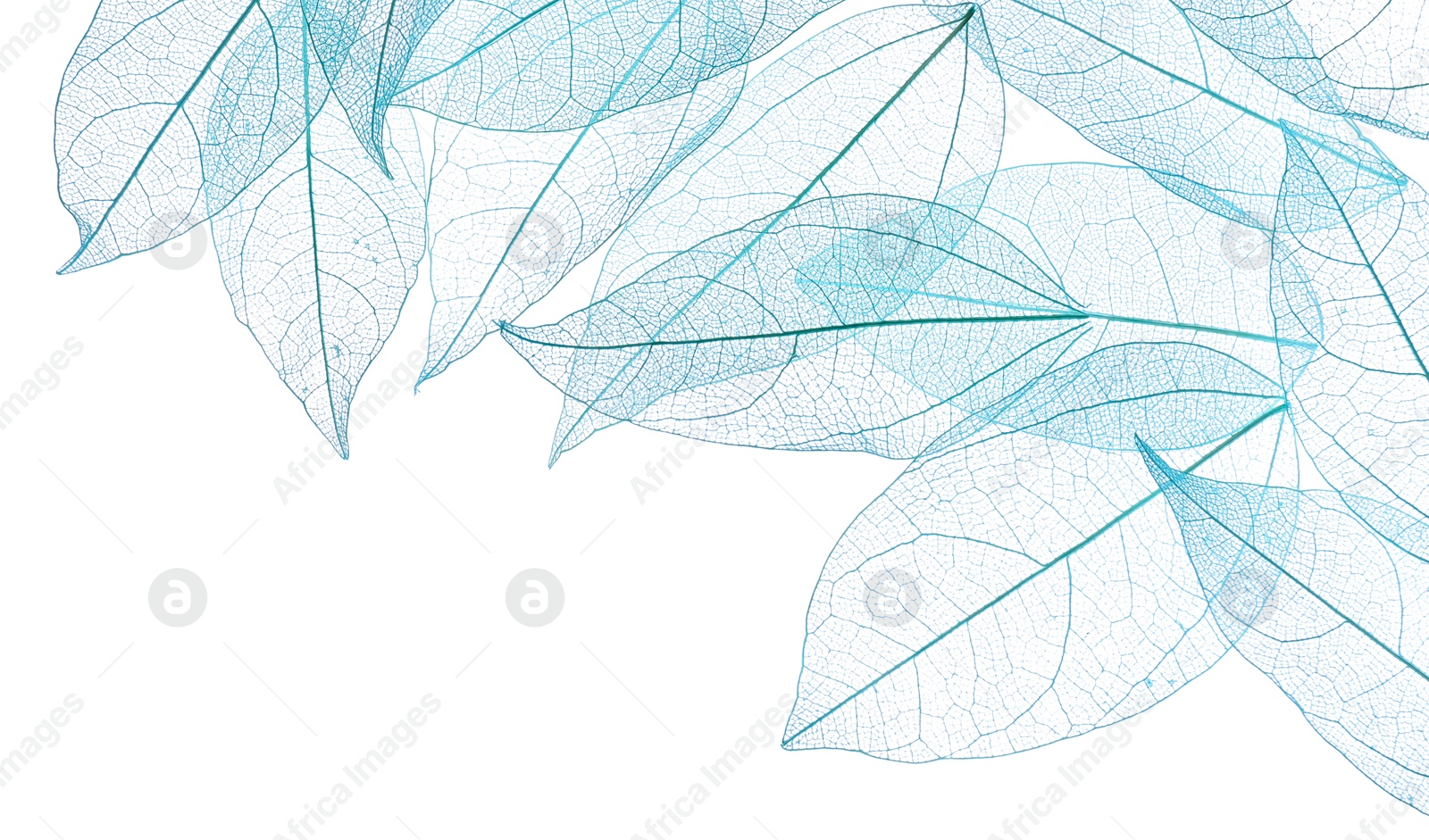 Beautiful skeletonized leaves isolated on white, top view Photo of Beautiful skeletonized leaves isolated on white, top view