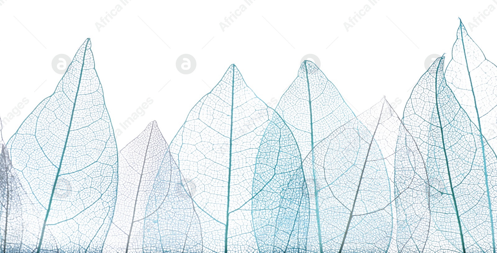 Beautiful skeletonized leaves isolated on white, top view Photo of Beautiful skeletonized leaves isolated on white, top view